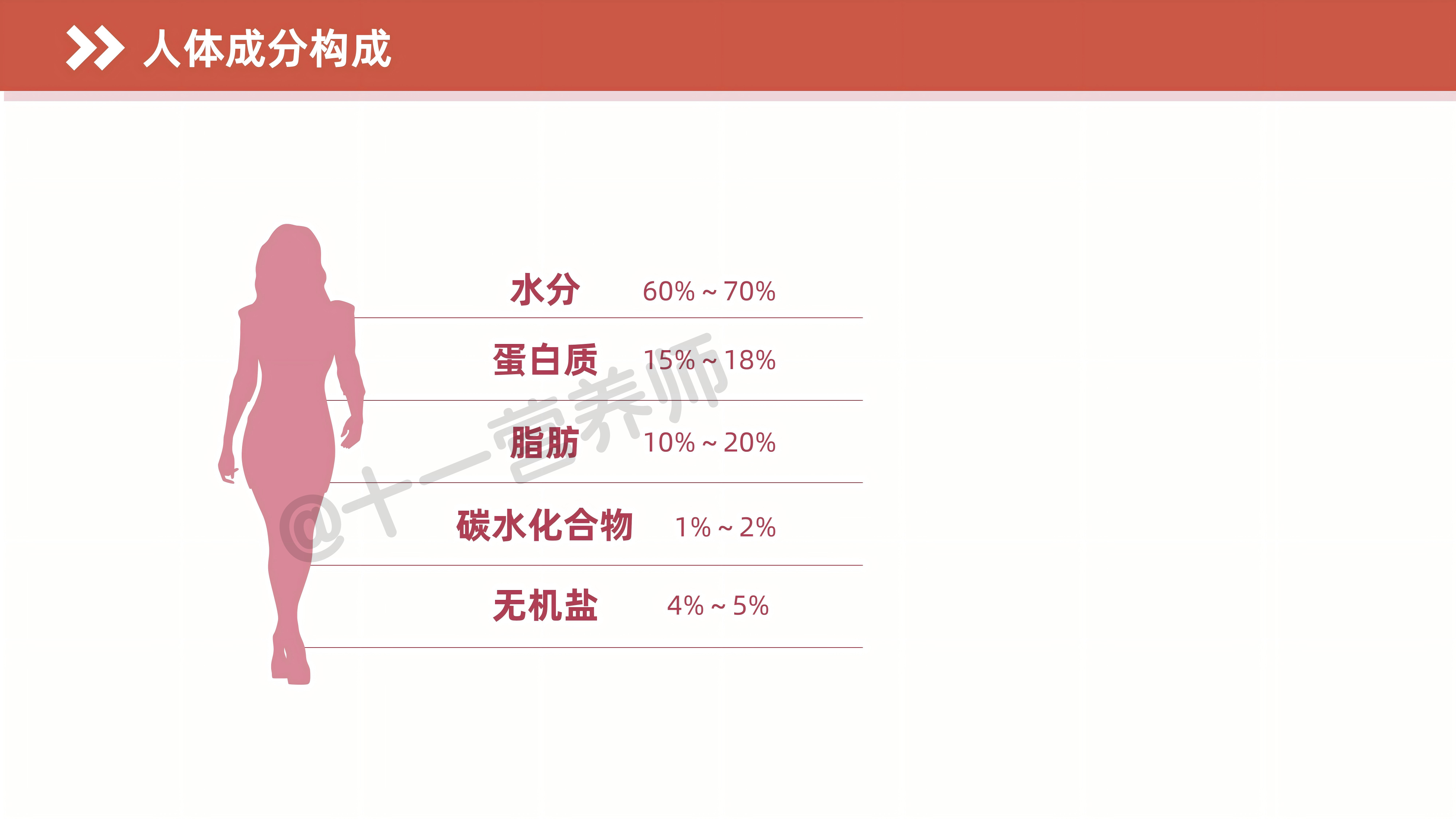 人体成分构成-1781346475