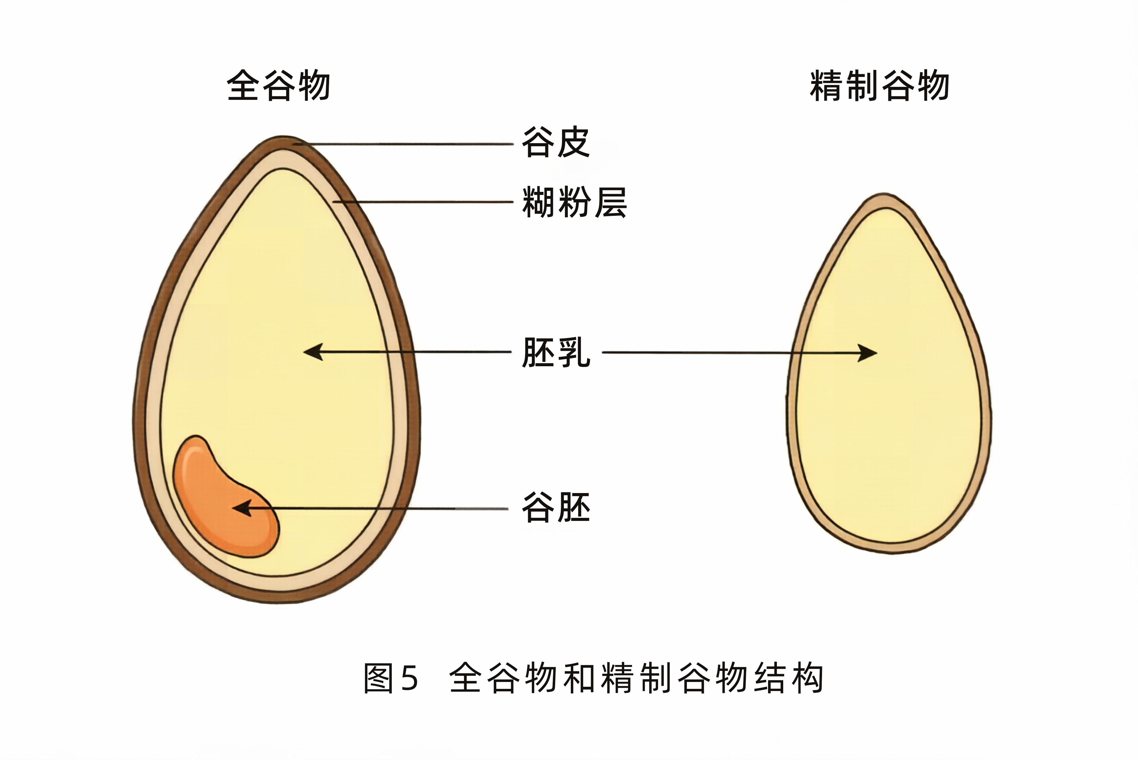 全谷物和精制谷物结构-1786449231