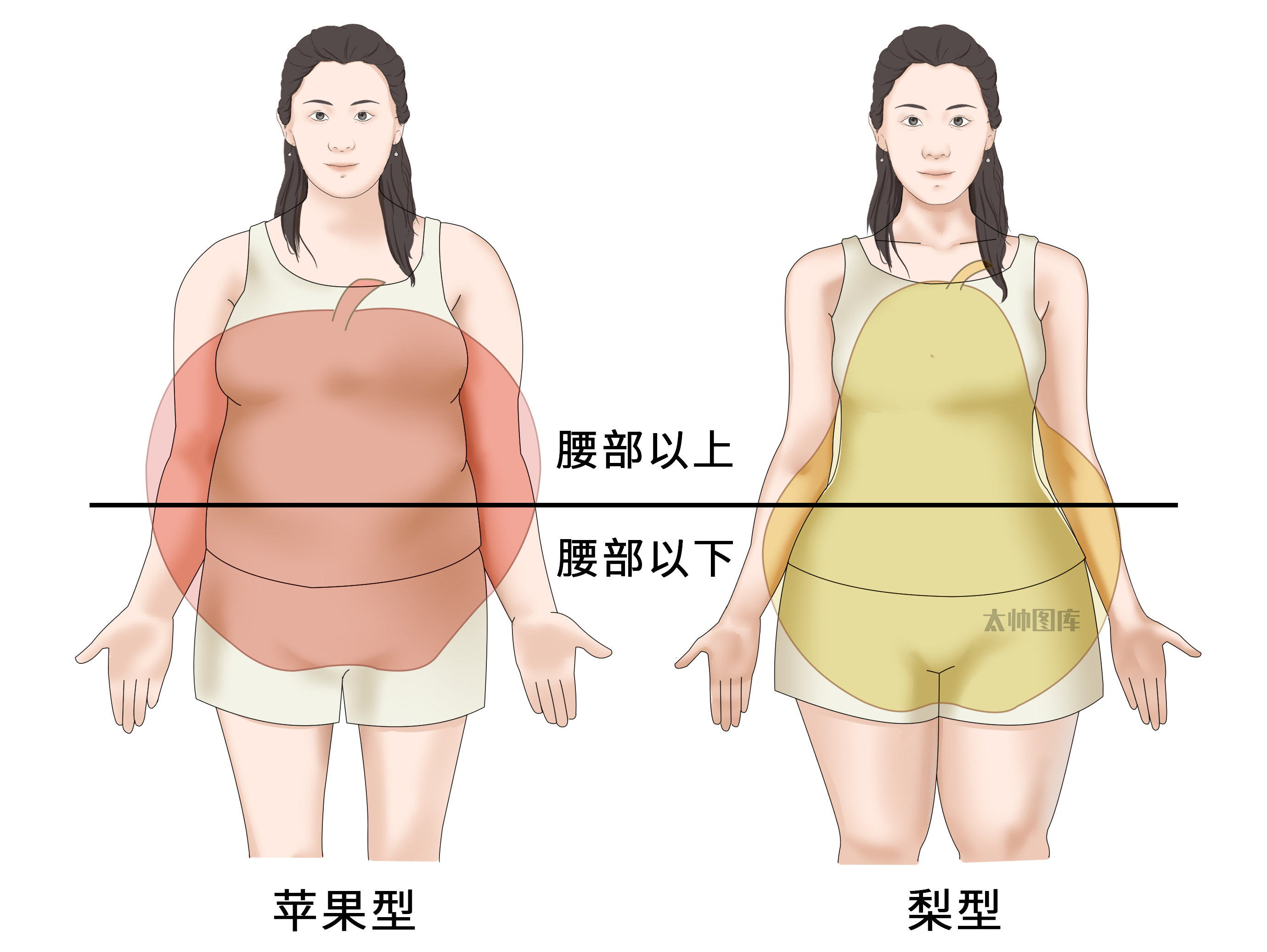 腹型肥胖与臀型肥胖_苹果型肥胖和梨形肥胖-太帅图库-1781271587