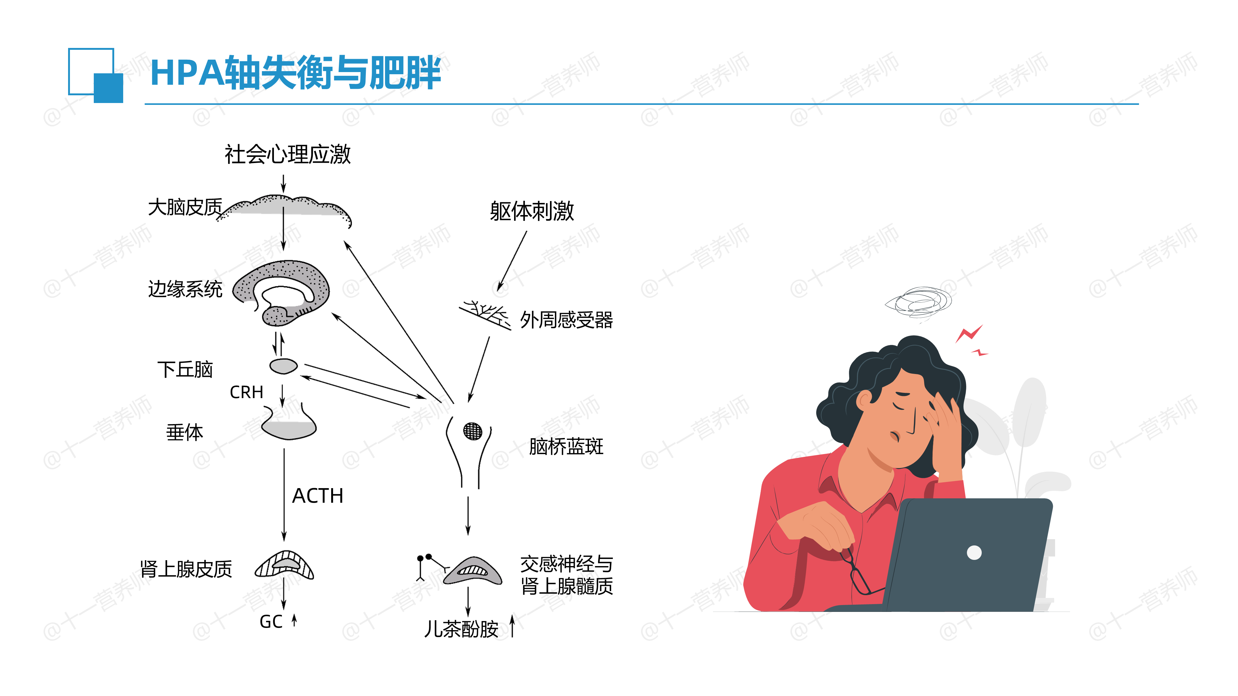 HPA轴失衡与肥胖-1781346728